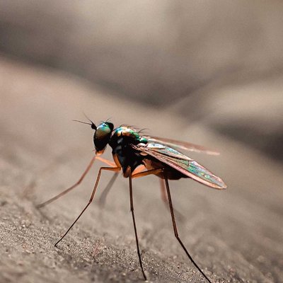 Sciapus