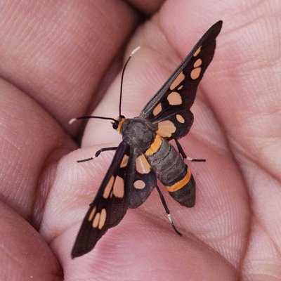 Handmaiden Moth 🤎