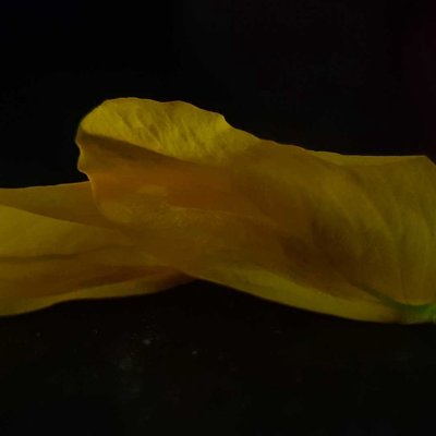 macro