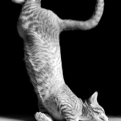 Yoga Pet