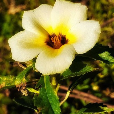 Eight O'Clock Flower / Cat's Tongue Flower. 
