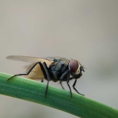 Housefly