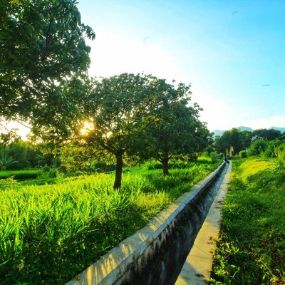 Pohon Cengkih