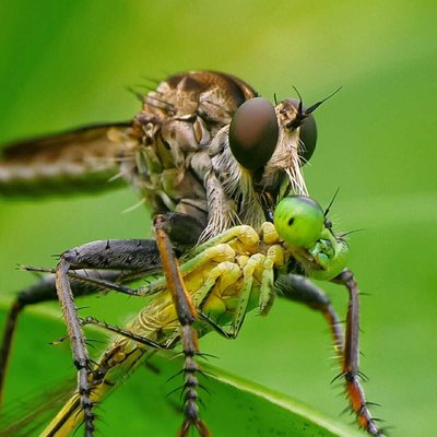 Catch the damselfly