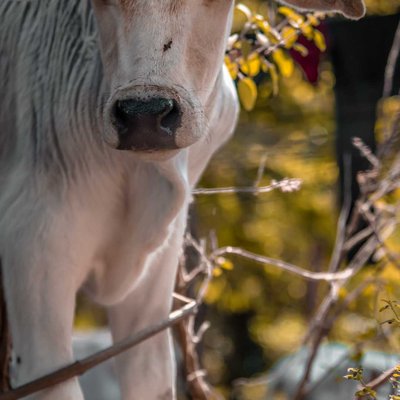 Calf 🐄.