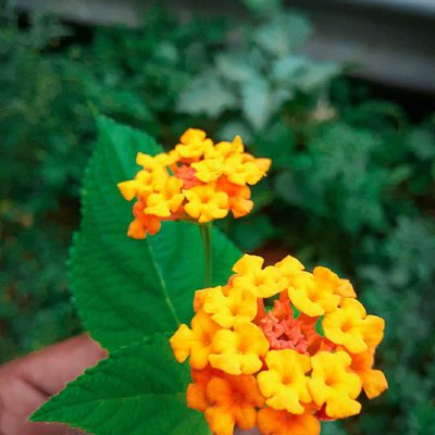 Lantana camara.....🏵🏵