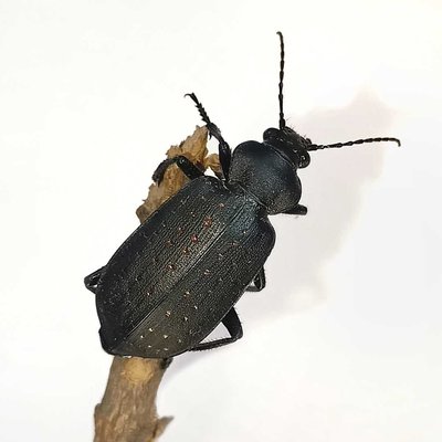 IN FRAME -  CARABIDAE 