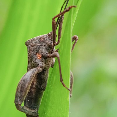 Pentatomomorpha