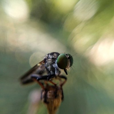 Macro