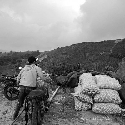 petani kentang