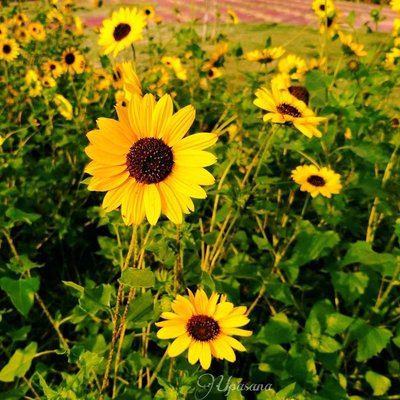 Sunflower garden 