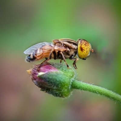 Spotted Eye Hoverfly