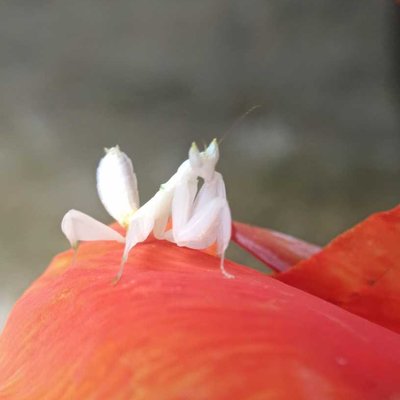 Mantis