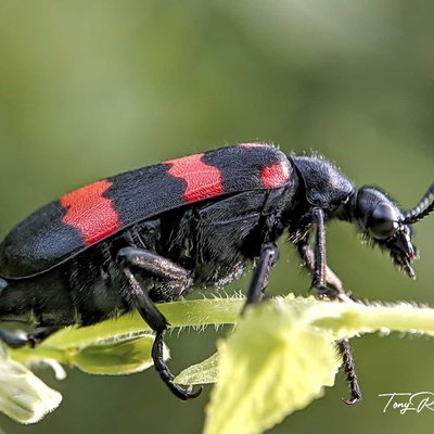 HYCLEUS