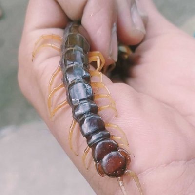 Lipan