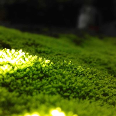 Green Moss
