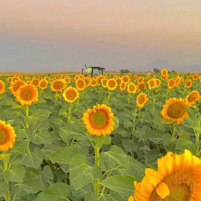 🌻