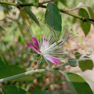 capparis miracantha