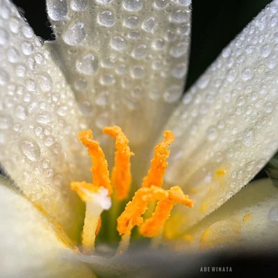 Dew drops