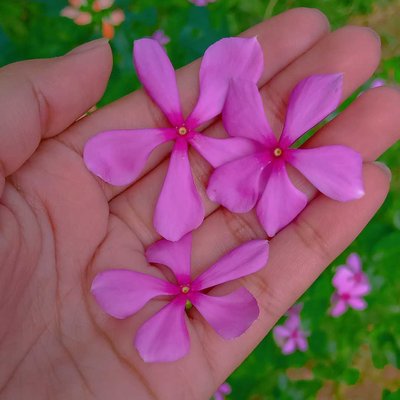 🌸🌸