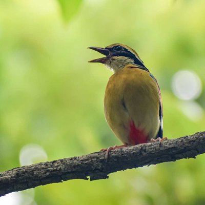 Indian Pitta