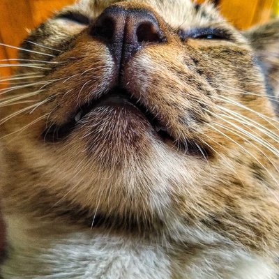 kucing 🐱 domestik 