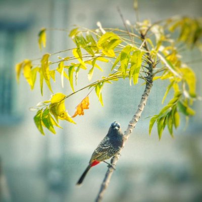 Indian Birds