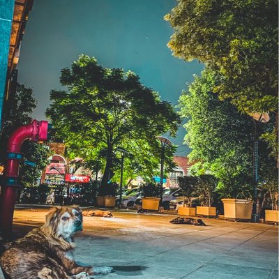view 🥹❤️🐶