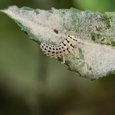 Illeis galbula
