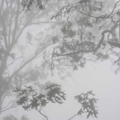 Misty Mornings