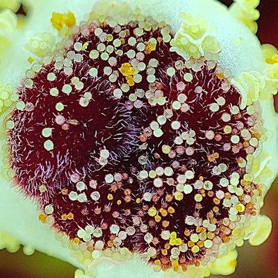 flower closeup