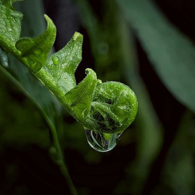 fern