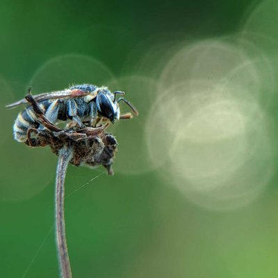 bee
