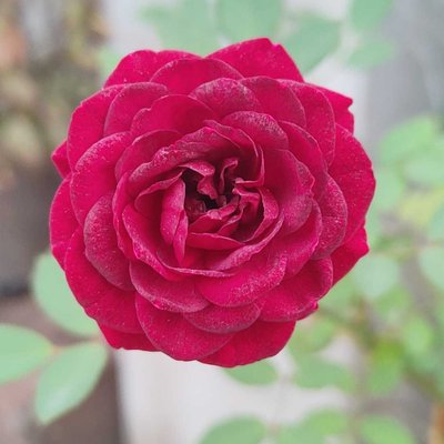 beautiful flowers