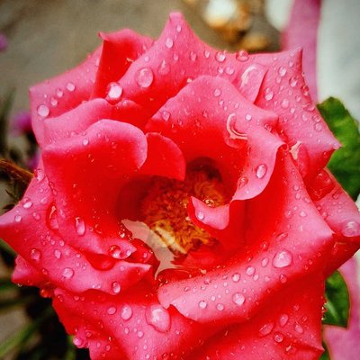 Rosa ('Veterans' Honor') 