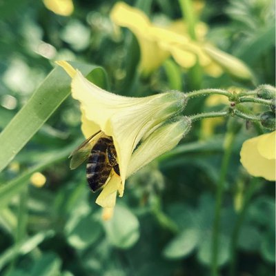 🐝 + flower’s 