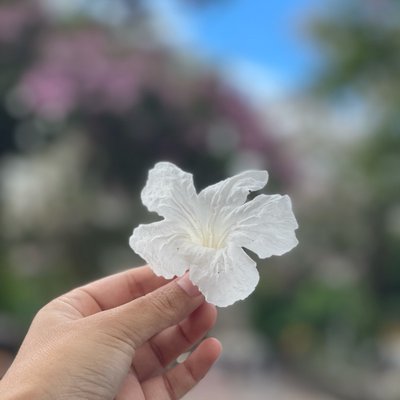 Appreciate little pretty things 🤩