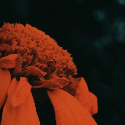 marigold