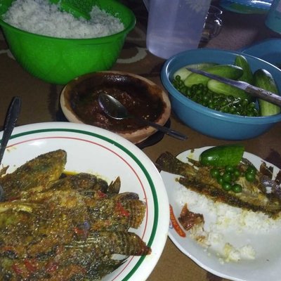 ikan mujair