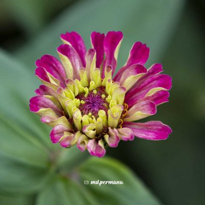 Bunga Zinia Lagi