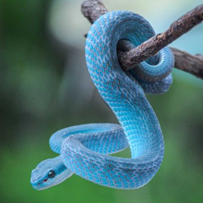 Trimeresurus insularis atau viper biru