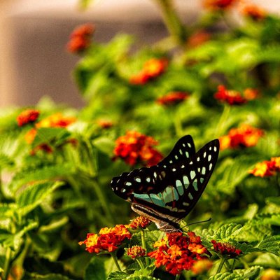 GRAPHIUM DOSON
