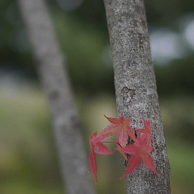 daun maple