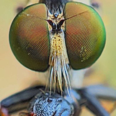 mata robberfly