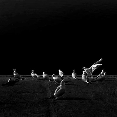 monochrome 🕊️