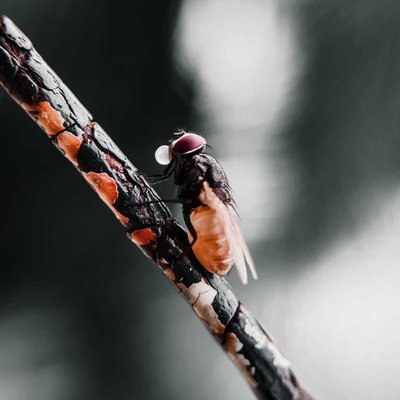 housefly ✨