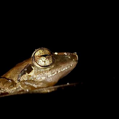 Golden Eye 