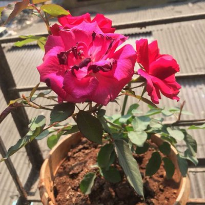 flower🥀