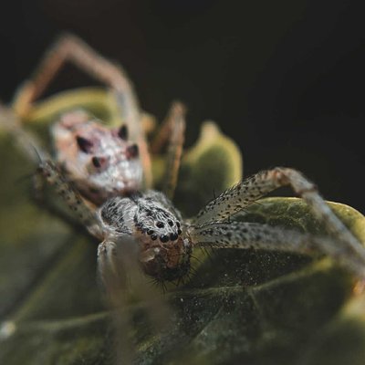 Spider 