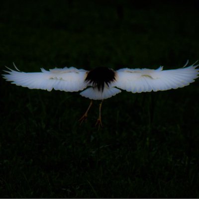 The Ivory winged-